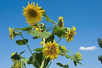 招聘信息暗示《黑手党》新作可能已经进入前期准备阶段