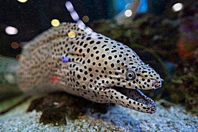 快节奏射击游戏《熔铁少女》4月6日登陆主机平台